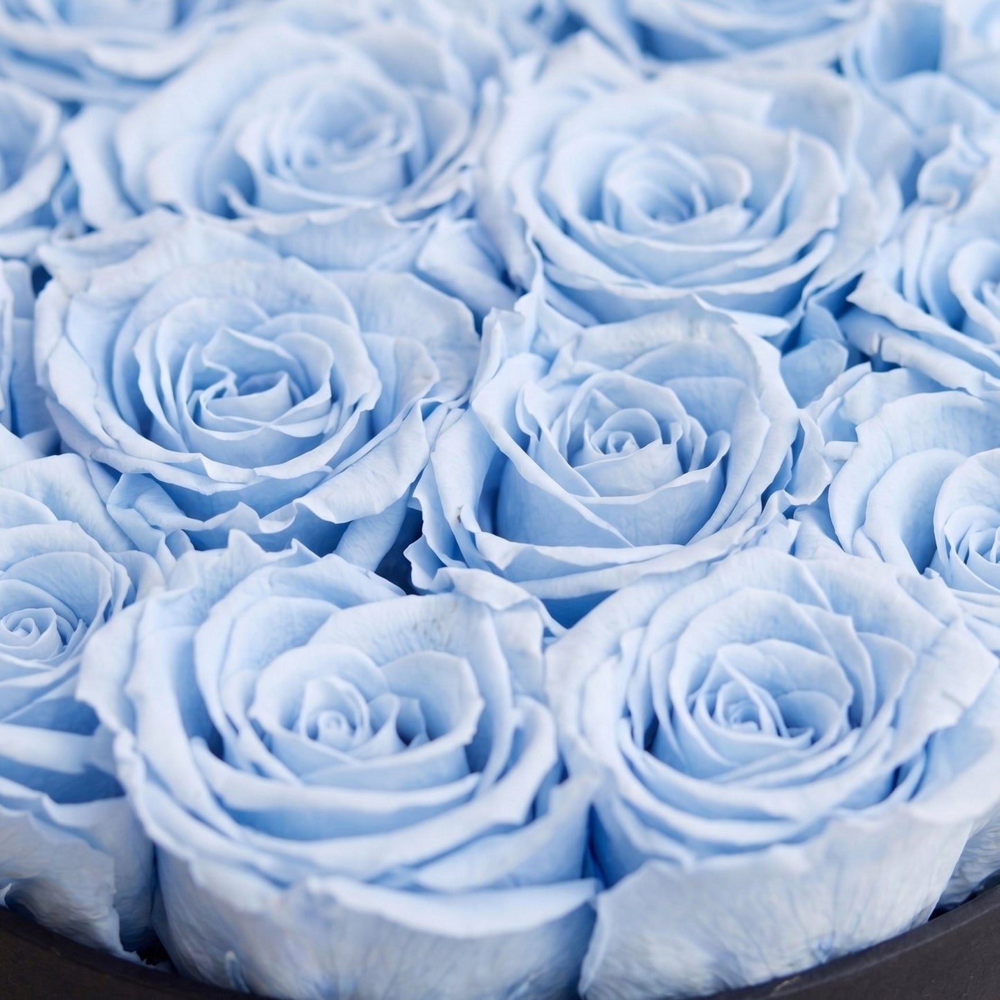 Classic Black Box | Light Blue Roses