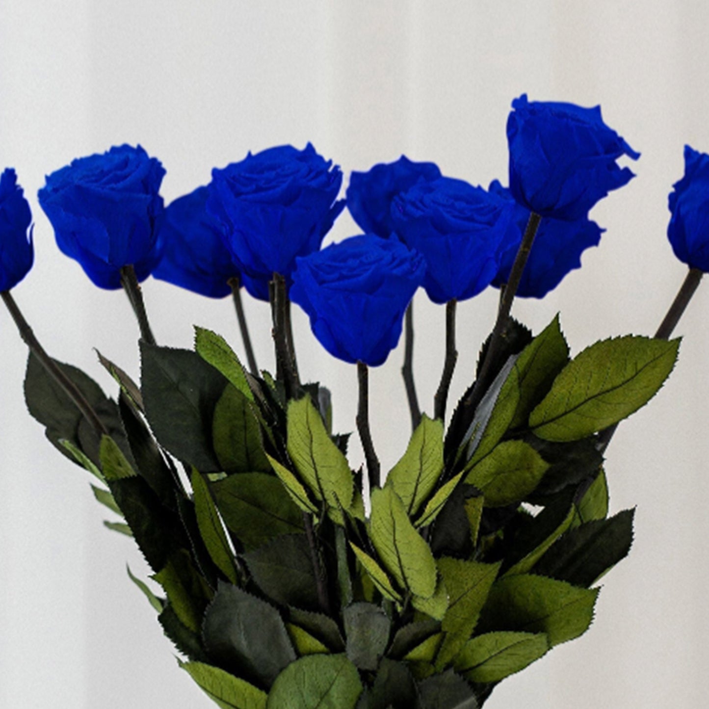 Long Stem Roses | Royal Blue Roses